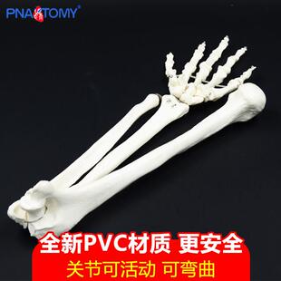 上肢骨模型1比1尺骨桡骨肱骨手骨解剖人体骨骼教具可弯曲康复教学
