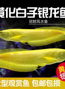 黄化白子银龙鱼大型热带观赏鱼淡水鱼金龙鱼红龙鱼招财风水鱼活体