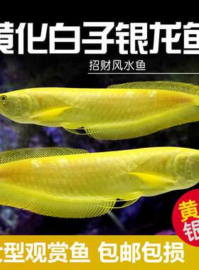黄化白子银龙鱼大型热带观赏鱼淡水鱼金龙鱼红龙鱼招财风水鱼活体