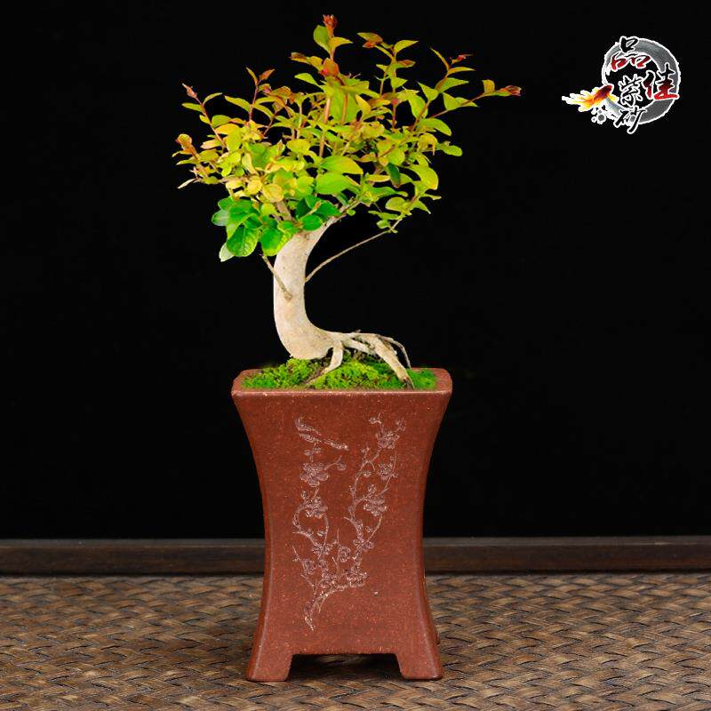 宜兴紫砂花盆高级感拇指盆陶瓷多肉办公桌面迷你透气小盆厂家