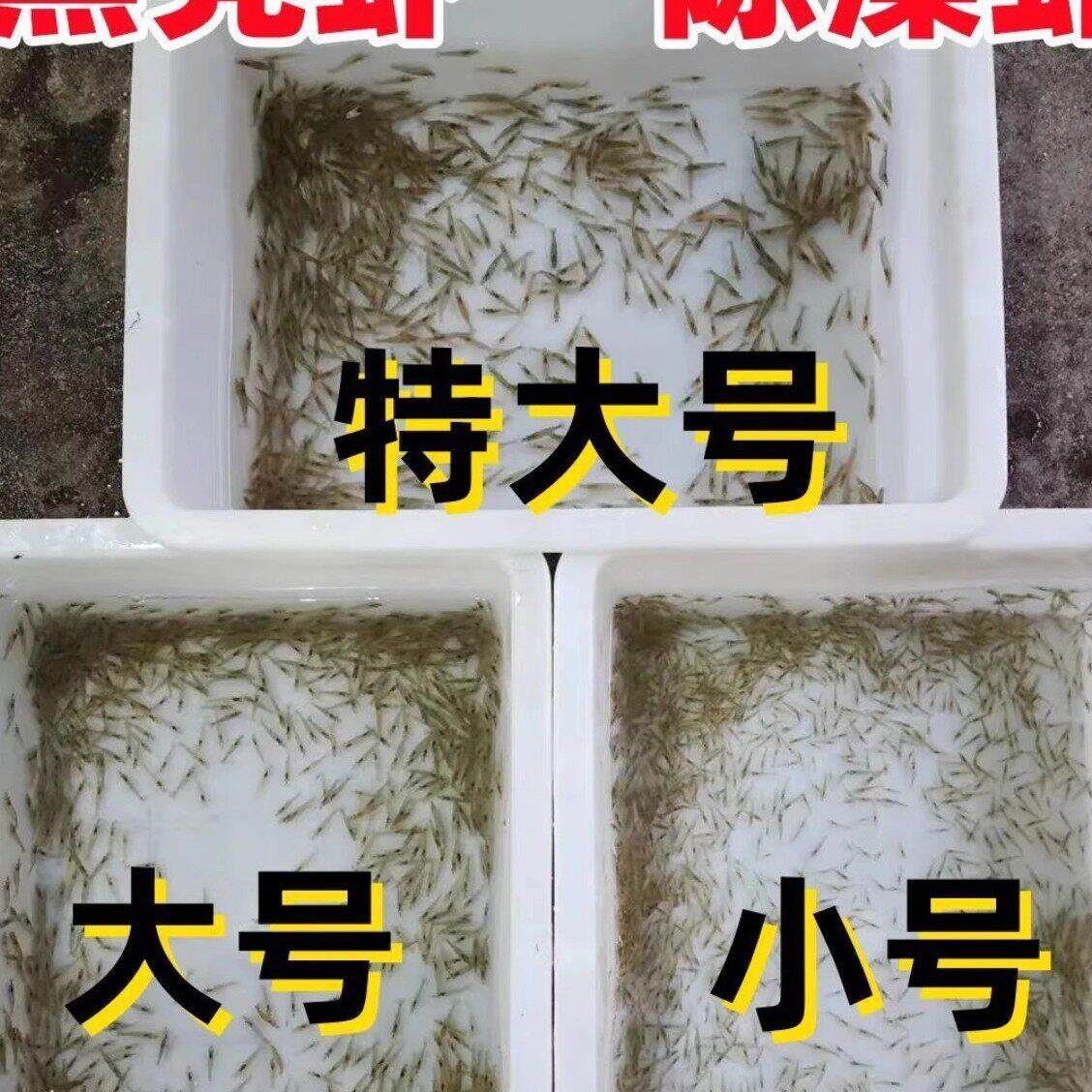 大号黑壳虾1小号8除藻虾厘米厘米特大号3厘米