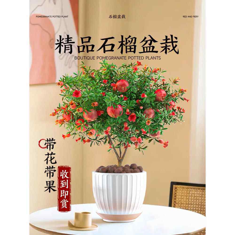 石榴花盆栽石榴树树苗果树果苗室内庭院南北方四季水果树种植耐寒
