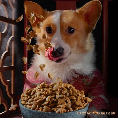 尾生狗狗迪法犬斗泰瑞84842柯雪纳柴犬天巴巴小型基小成犬先然哥