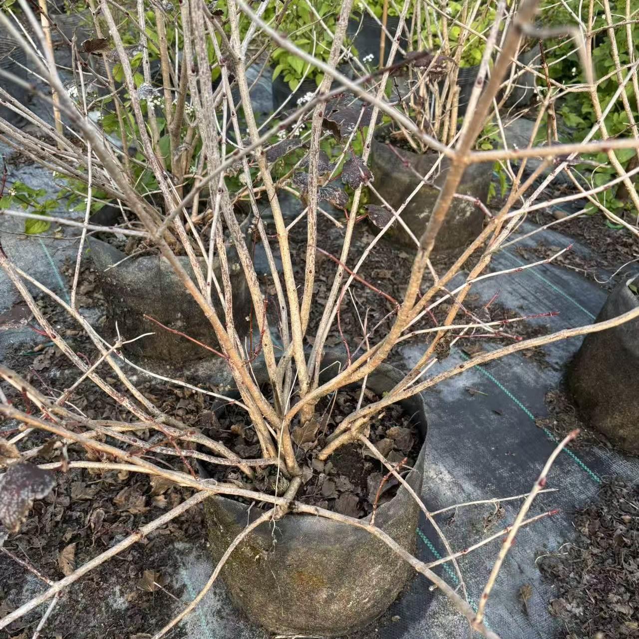 欧洲木绣球玫瑰圆锥绣球石灰灯香草草莓耐寒好养庭院别墅造景