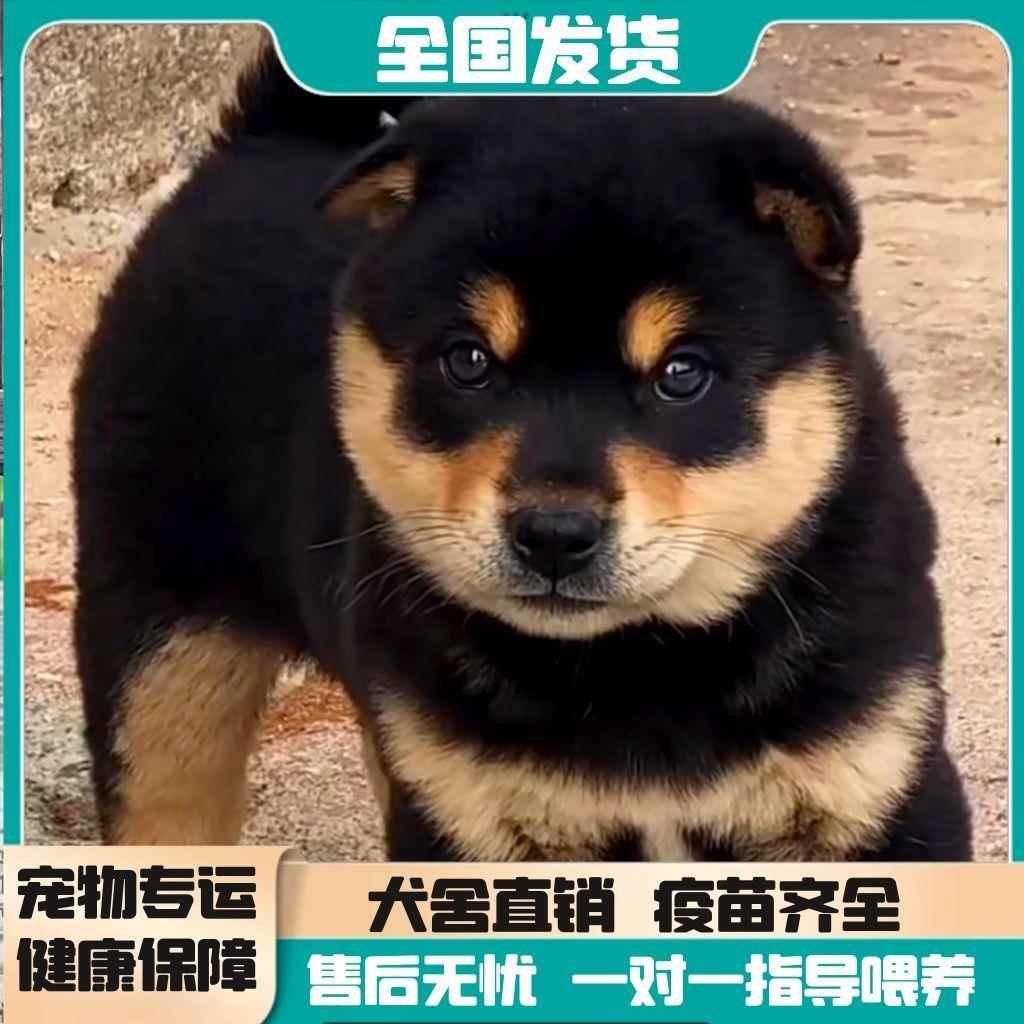 正宗四眼铁包金幼犬银家养广西土猎犬活泼大骨架帅气好养活活物狗