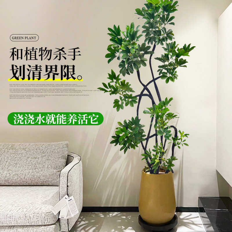 大落地木植好绿植树旺真鸭脚大型室内鸭掌客厅禄宅盆栽造型木养花
