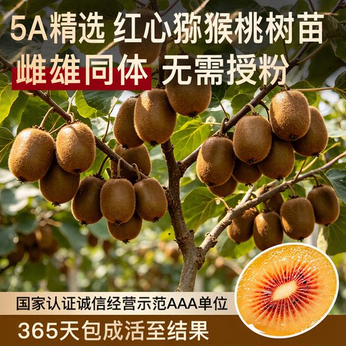 红心猕猴桃树苗徐香软枣猕猴桃苗