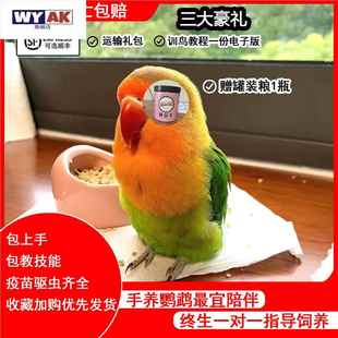 鹦鹉活鸟一公一母类绿桃会说话宠物鸟合适小孩子养的牡丹小太阳