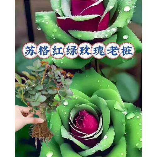苏格兰红绿玫瑰花苗老桩盆栽月季蔷薇室内外阳台四季品种当年开花