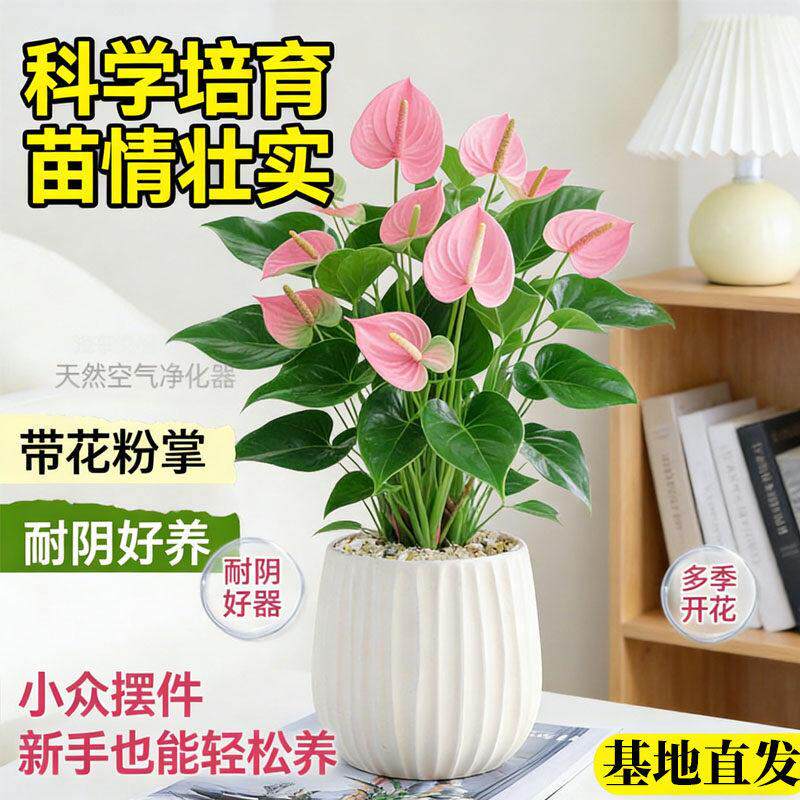 带花粉掌花卉植物室内客厅办公桌面新手好养鸿运当头盆栽耐阴绿植