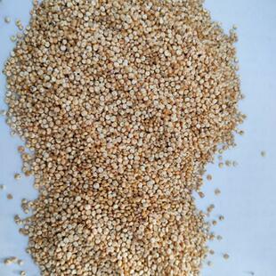 沽源白藜麦500g真空包装新米大量现货源头厂家直供原料青海高原藜
