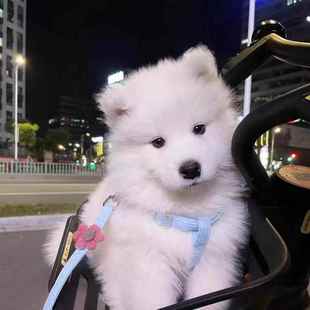 宠物狗活犬 纯种萨摩耶幼犬活体微笑天使白色萨摩耶犬雪橇犬可爱