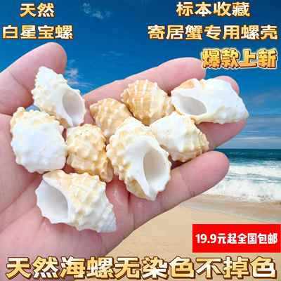 暖白星宝螺天然海螺贝壳黄白荔枝螺寄居蟹替换壳鱼缸水族造景装饰