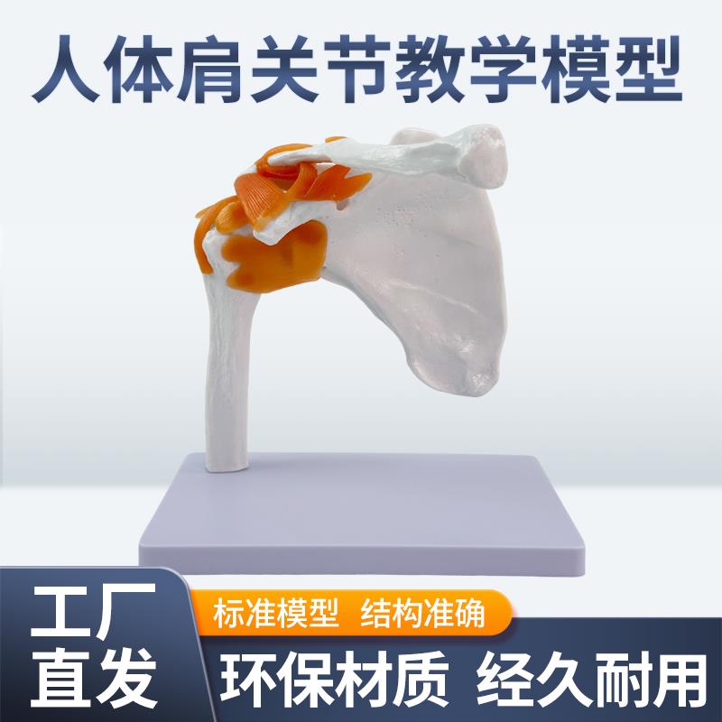 功能型肩关节模型 人体骨骼模型 肩关节附韧带模型 骨骼模型