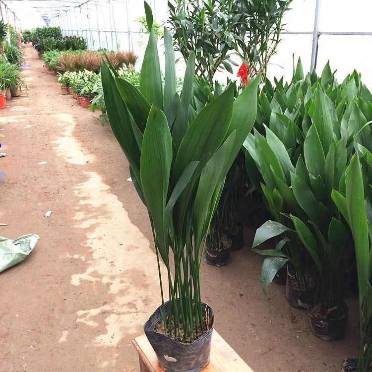 一叶兰盆栽水培植物室内桌面四季常青好养水绿植含盆栽好发货包邮图片