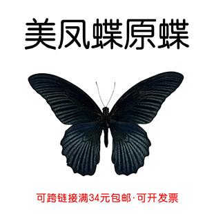 真蝴蝶原蝶美凤蝶未展翅蝴蝶标本制作diy研学手工材料A1/A-品质