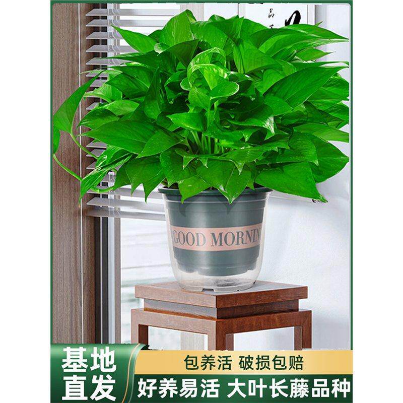 绿萝盆栽室内植物新房家用净化空气绿植花卉优选