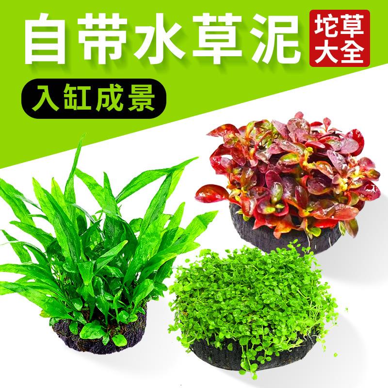 鱼缸水草大坨草增氧阴性淡水新手懒人水榕造景培坨草绿菊坨草