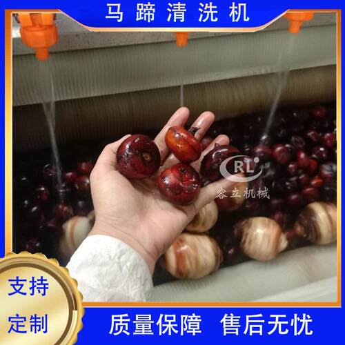 供应荸荠清洗机毛刷式石螺钉螺清洗去泥设备全自动海参清洗机