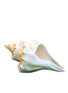 户外仿真海洋生物摆件玻璃钢贝壳海星海螺雕塑花园假山景观装饰品