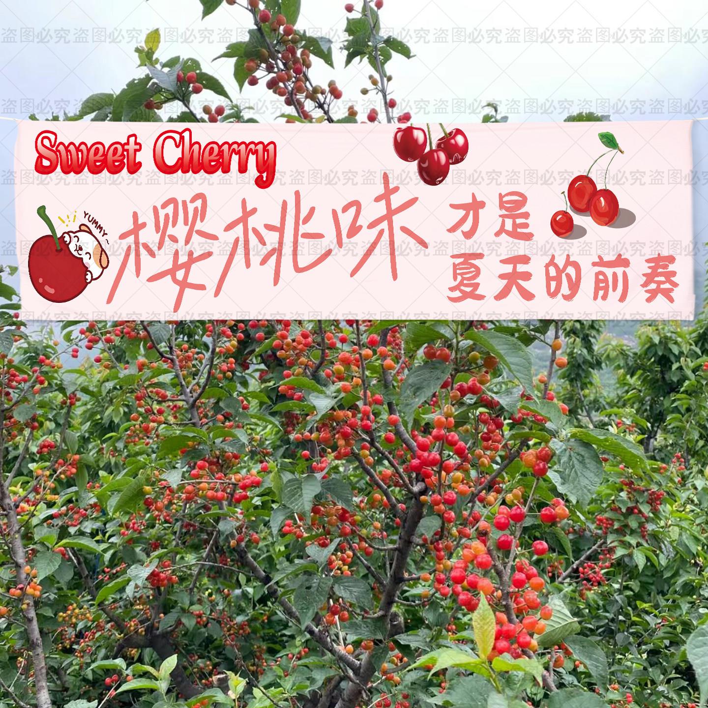樱桃采摘园网红招牌定制横幅广告樱桃园直销零售农场大棚宣传挂布