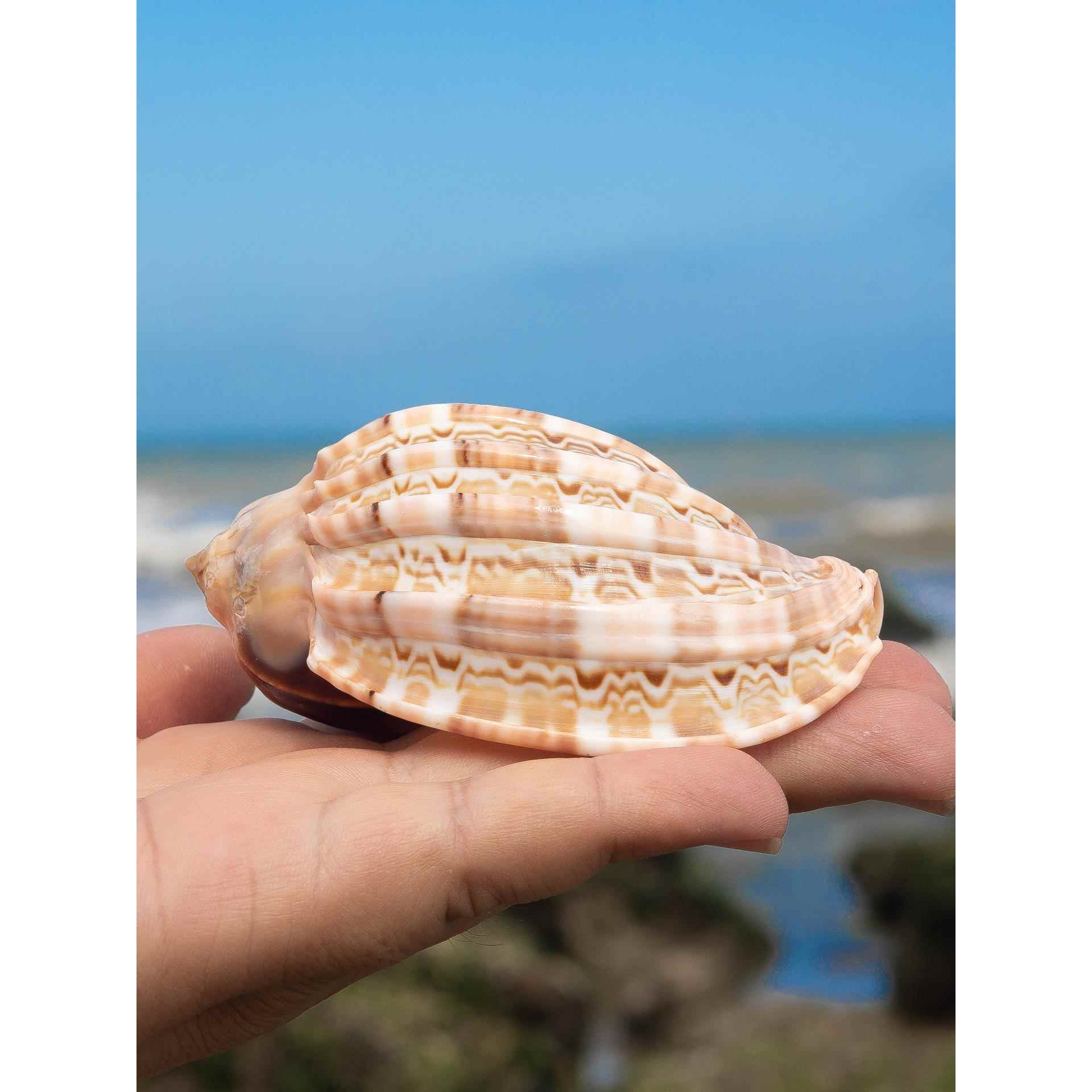 天然海螺贝壳杨桃螺鱼缸造景装饰家居收藏摆件寄居蟹替换壳