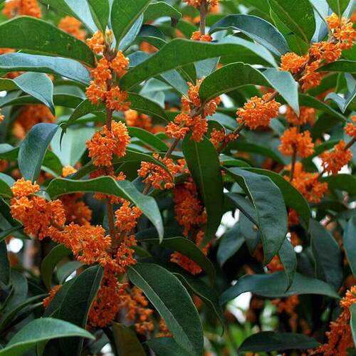 特级浓香型丹桂花500g桂林红桂花茶金桂花干新鲜食用熬夜泡酒散装