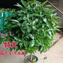平安树老桩客厅盆栽大型绿植大叶矮桩独杆四季常青幸福树净化空气