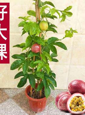 百香果苗紫香一号黄金果巨无霸满天星鸡蛋果种苗树苗盆栽当年结果
