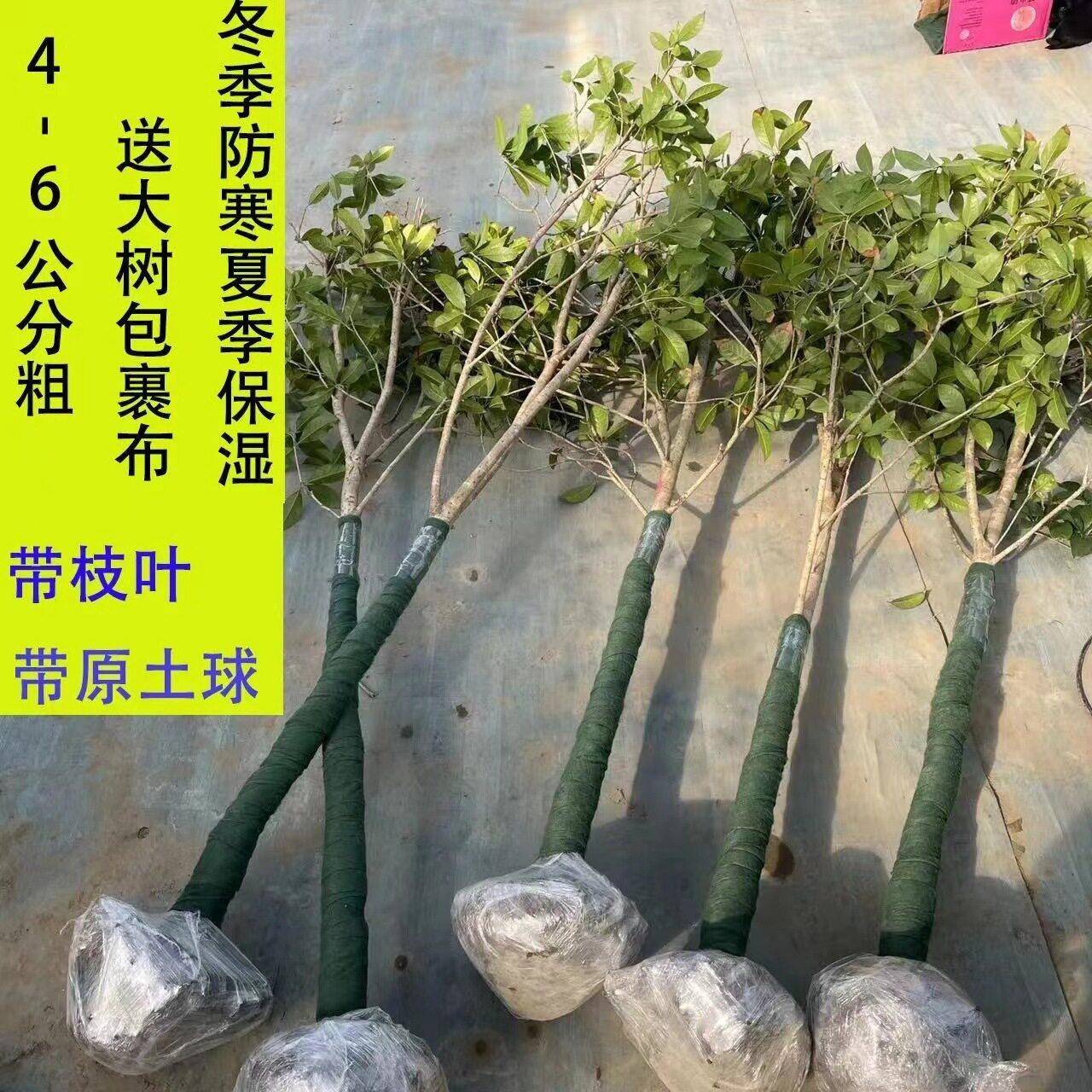 新款直销地栽树大型桂花庭院原生八月金桂丹桂花四季常青大树