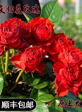 切花玫瑰初夜正红色灌木月季阳台庭院盆栽花苗少刺抗病多季开大花