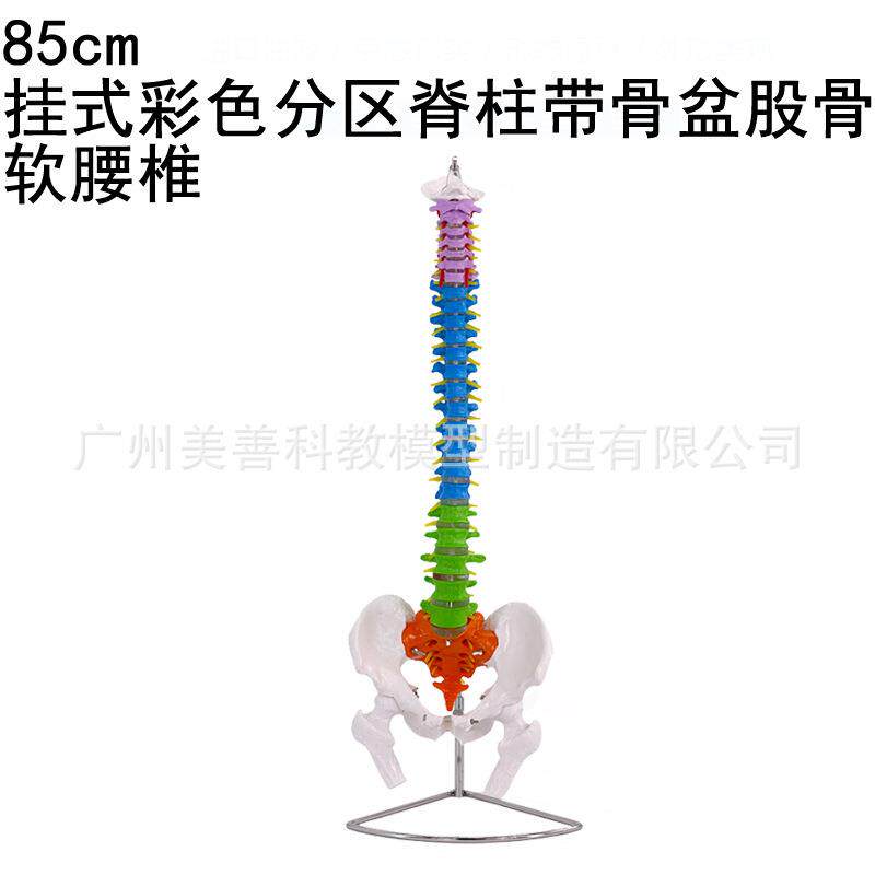正骨彩色椎体人体脊柱模型 80CM自然大人体脊椎成人1:1带胸椎骨盆