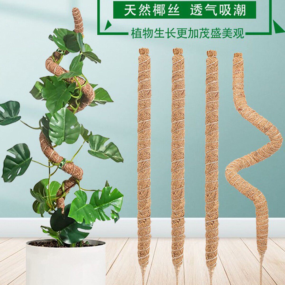 创意龟背支撑绿萝园艺用品套装