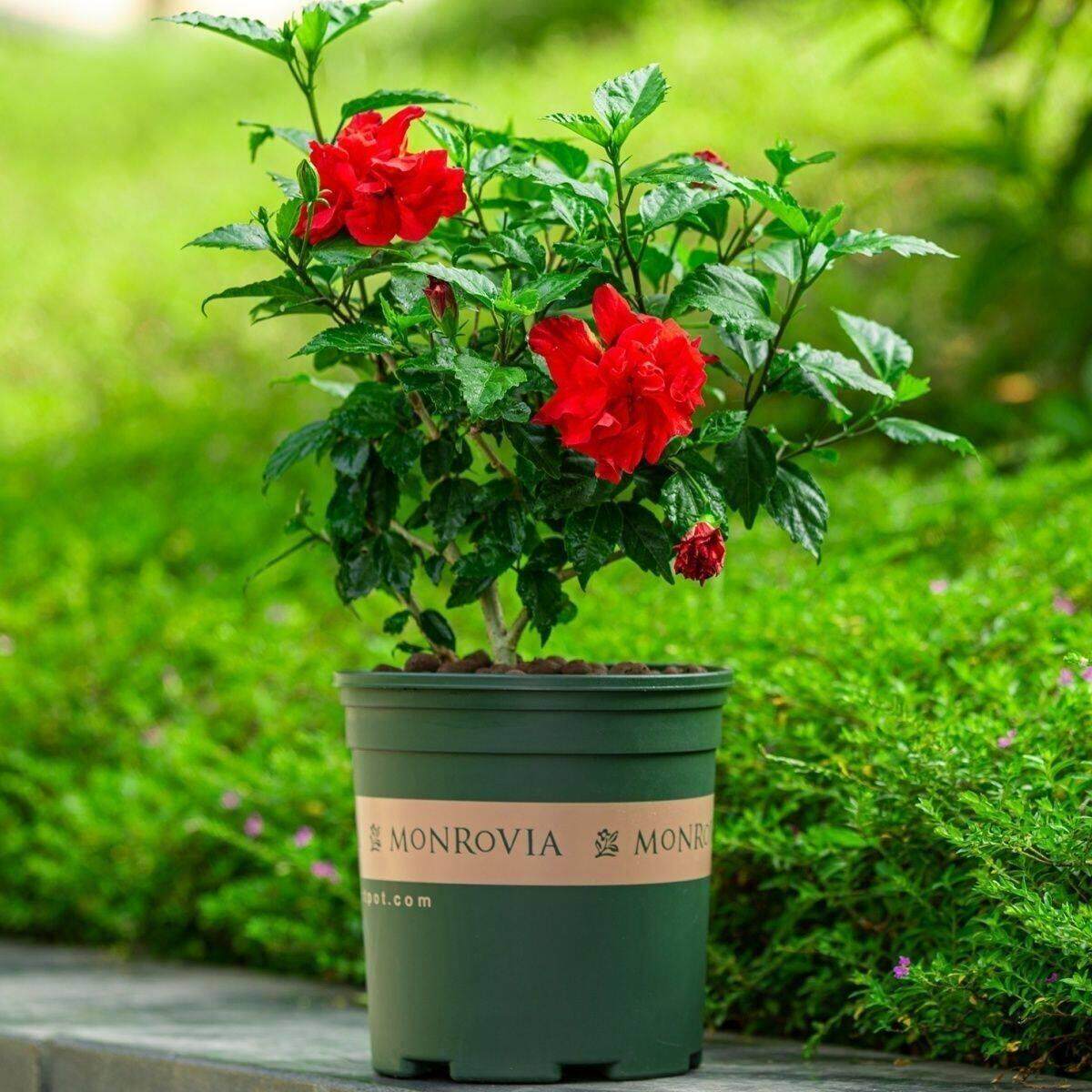 扶桑桑叶牡丹多花色带花苞大花重瓣室内庭院绿色花卉植物盆栽好养