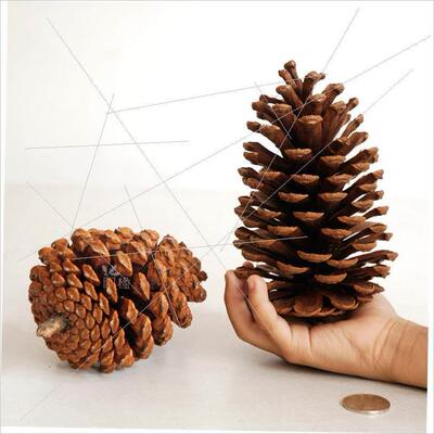 Christmas pine cone window display DIYdried flower materials