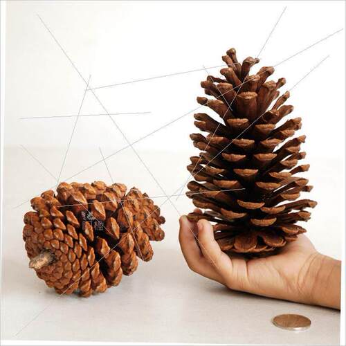 Christmas pine cone window display DIYdried flower materials