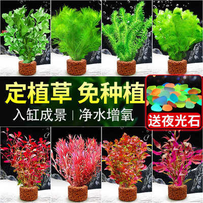 水草植物专用鱼缸造景摆件水培植物蜈蚣增氧火山石全套小鱼缸水草