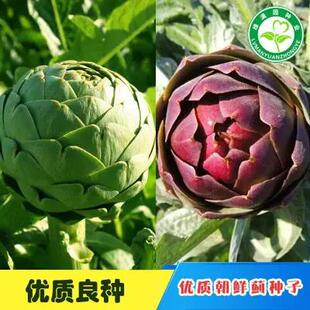【紫色朝鲜蓟子】菊蓟 洋蓟 种法国百合特菜多年生 餐蔬菜西种子