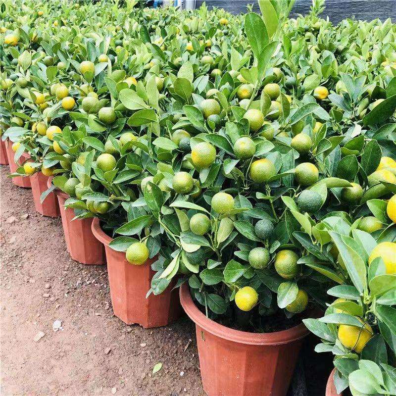 金桔盆栽带果年宵花四季桔室内外橘子可食用阳台室内客厅植物