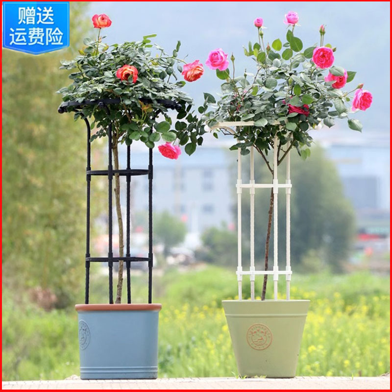 园艺绿植倒伏支架户外伞形玫瑰爬藤架月季铁线莲藤攀蘑菇蔷薇花架