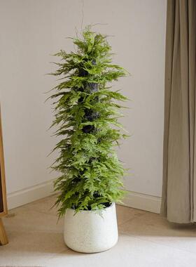 彷真香松盆栽植物圣诞树盆景彷生绿植办公室桌面香柏香味