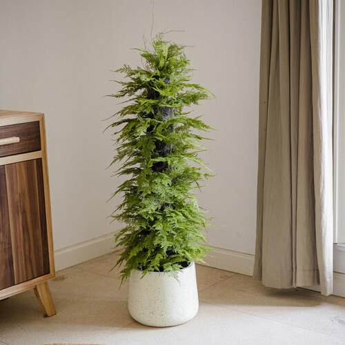 彷真香松盆栽植物圣诞树盆景彷生绿植办公室桌面香柏香味