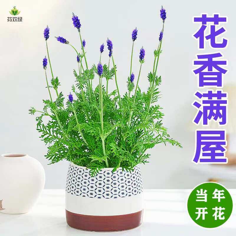 薰衣草花卉盆栽花苗室内绿植好养四季带花苞阳台客厅驱蚊植物花草