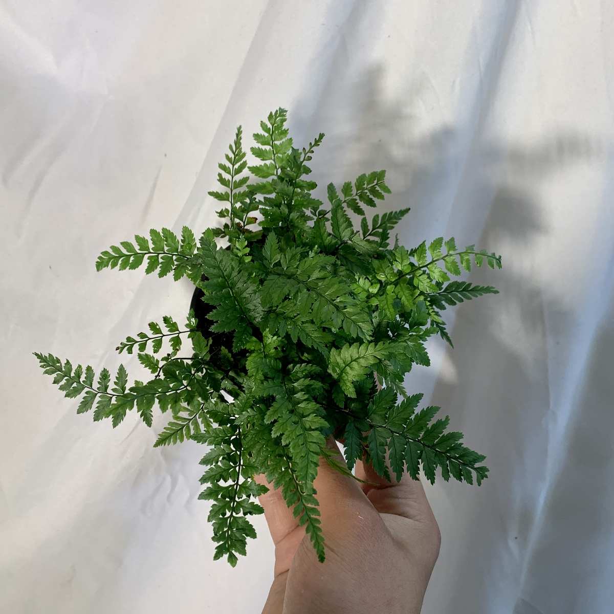 蕨类植物雨林造景绿化墙室内好养耐阴耐寒水培喜湿绿植小盆栽组合