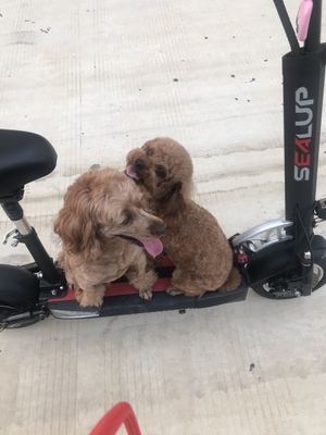 敢说实情:希洛普电动滑板车怎么样？不吹不黑点评揭秘缺点