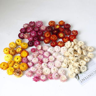 麦秆菊菊花头干花七彩菊小蜡菊小雏菊花头真花香薰蜡烛