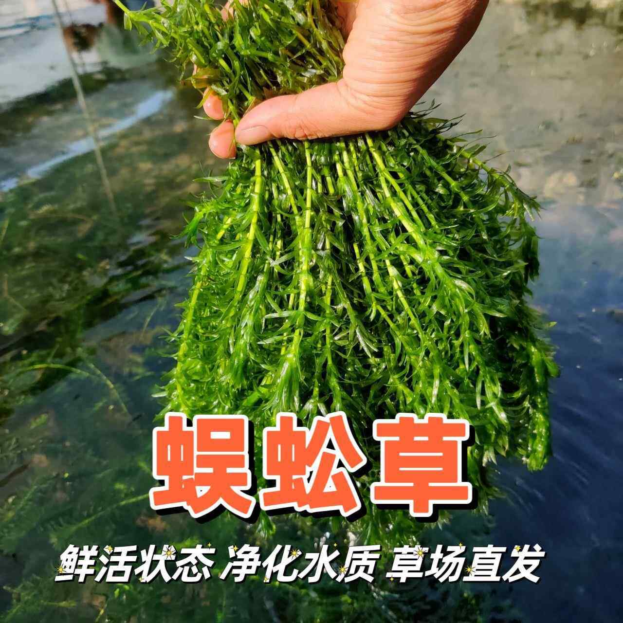 蜈蚣草阴性真水草鱼缸造景活体后景草好养易活有茎类散装