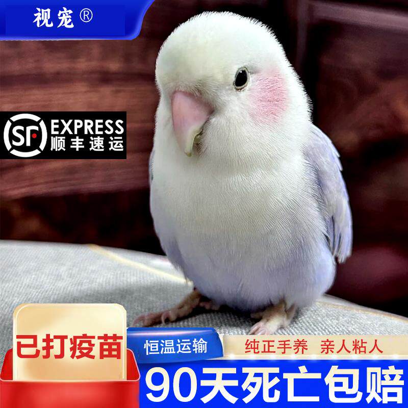 牡丹鹦鹉活鸟手养会说话的小型宠物鸟繁殖玄凤虎皮观赏幼鸟体图片