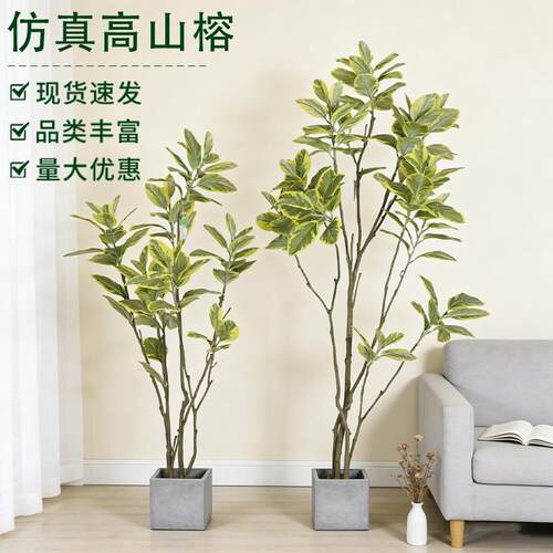 仿真黄边高山榕盆栽橡皮树客厅办公室花卉植物室内大型绿植盆栽