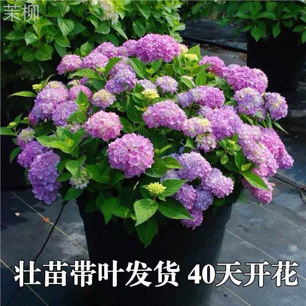 绣球花苗盆栽花卉植物室内好养的花四季开花不断无尽夏大花易成活 节庆用品/礼品 路引 原图主图